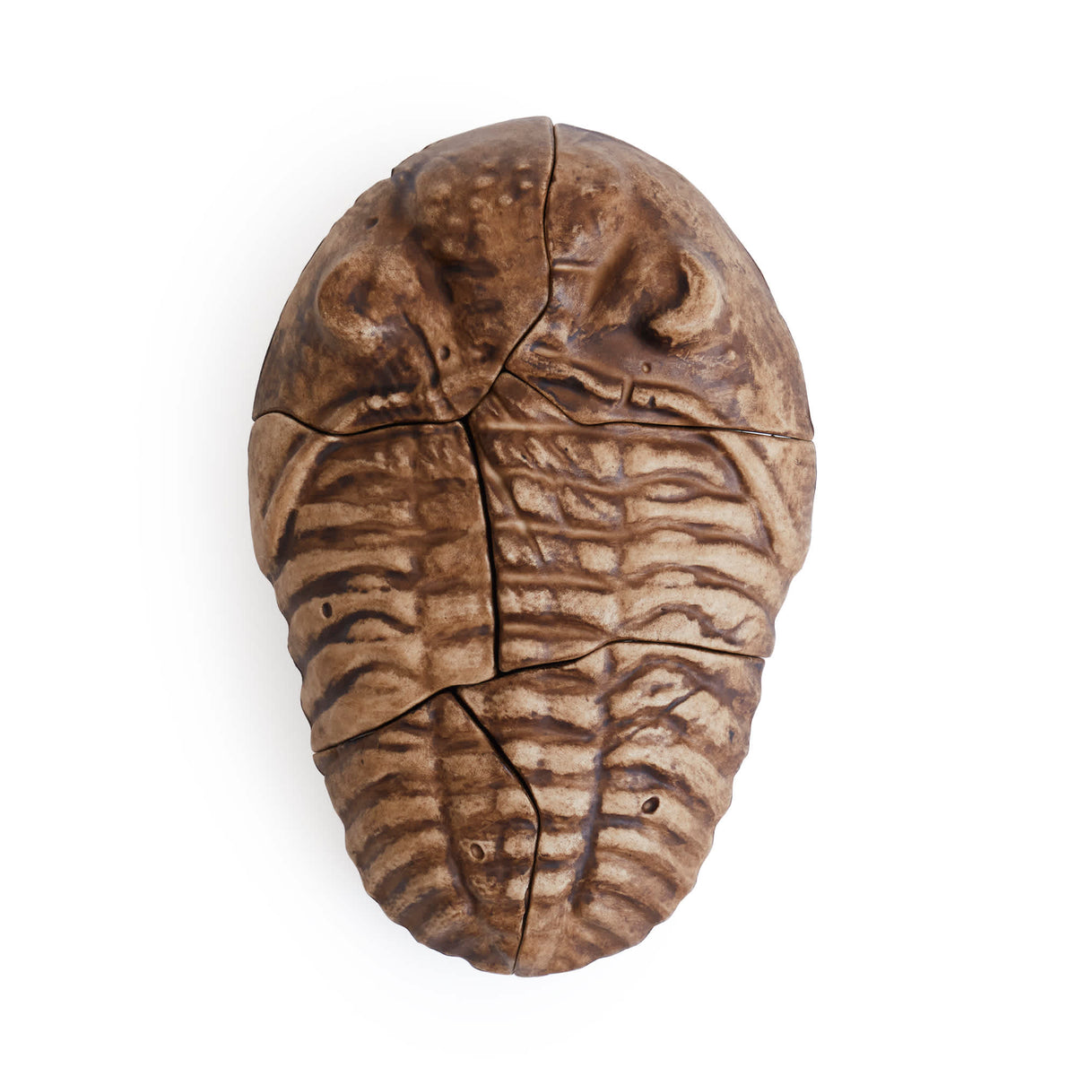 300799 Magnetic Fossil 3D Puzzle Trilobite Silo 2 | Trilobite